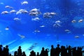 Okinawa Aquarium Royalty Free Stock Photo