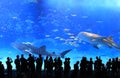 Okinawa Aquarium Royalty Free Stock Photo