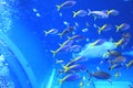 Okinawa Aquarium Royalty Free Stock Photo