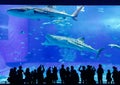 Okinawa Aquarium Royalty Free Stock Photo