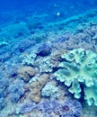 Okaniwa island scuba diving underwater view coral reef Royalty Free Stock Photo