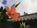 Okinawa island Japan Ryukyu Architecture with Red flower Japan Travel