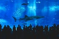 Okinawa Churaumi Aquarium with crowd People take picture Giant Whale shark in Tank