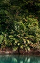 Scenery of Urauchi river mangrove forest Iriomote island, Okinawa Royalty Free Stock Photo