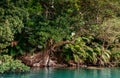 Scenery of Urauchi river mangrove forest Iriomote island, Okinawa Royalty Free Stock Photo