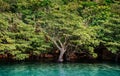 Scenery of Urauchi river mangrove forest Iriomote island, Okinawa Royalty Free Stock Photo