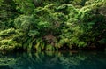 Scenery of Urauchi river mangrove forest Iriomote island, Okinawa Royalty Free Stock Photo