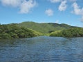 Beautiful mangrove forest along Nakama river in Iriomote island, Okinawa, Japan Royalty Free Stock Photo