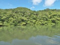 Beautiful mangrove forest along Nakama river in Iriomote island, Okinawa, Japan Royalty Free Stock Photo