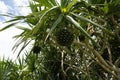 Fruits of Pandanus odoratissimus or Adan in Ishigaki island, Okinawa, Japan