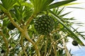 Fruits of Pandanus odoratissimus or Adan in Ishigaki island, Okinawa, Japan