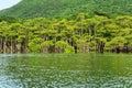 Mangrove forest in the morning on Maira river in Iriomote island, Okinawa, Japan Royalty Free Stock Photo