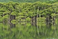 Mangrove forest in the morning on Maira river in Iriomote island, Okinawa, Japan Royalty Free Stock Photo