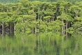 Mangrove forest in the morning on Maira river in Iriomote island, Okinawa, Japan Royalty Free Stock Photo