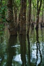 Mangrove forest in the morning on Maira river in Iriomote island, Okinawa, Japan Royalty Free Stock Photo