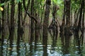 Mangrove forest in the morning on Maira river in Iriomote island, Okinawa, Japan Royalty Free Stock Photo