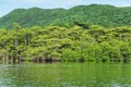 Mangrove forest in the morning on Maira river in Iriomote island, Okinawa, Japan Royalty Free Stock Photo