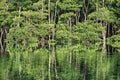 Mangrove forest in the morning on Maira river in Iriomote island, Okinawa, Japan Royalty Free Stock Photo