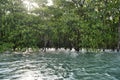 Okinawa,Japan - July 5, 2023: Mangrove forests along Maira river at high tide Royalty Free Stock Photo