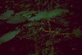 Fireflies or Glowflies or lightning bugs in Ishigaki island, Okinawa, Japan.