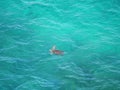 A sea turtle breathing on the surface of the water in Miyakojima island, Okinawa, Japan Royalty Free Stock Photo