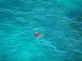 A sea turtle breathing on the surface of the water in Miyakojima island, Okinawa, Japan Royalty Free Stock Photo