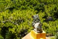 The guardian lion sculpture on the roof of Ryugujo Observatory