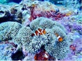 Okinawa sea underwater diving 2 clown fish coral Royalty Free Stock Photo