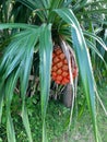 Okinawa trees , plants