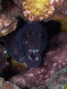Okinawan snake moray, Scuticaria okinawae. Scuba diving in North Sulawesi, Indonesia