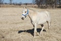 Oklahoma Arabian Horse