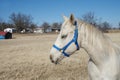 Oklahoma Arabian Horse