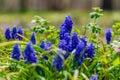 Oklahoma Bluebells Royalty Free Stock Photo