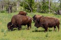 Oklahoma Buffalo, or American Bison. Royalty Free Stock Photo