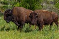 Oklahoma Buffalo, or American Bison. Royalty Free Stock Photo