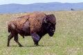 Oklahoma Buffalo, or American Bison. Royalty Free Stock Photo