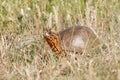 Oklahoma Ornate Box Turtle Royalty Free Stock Photo