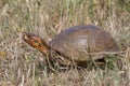 Oklahoma Ornate Box Turtle walking in prairie Royalty Free Stock Photo