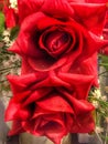 Oklahoma Red Roses in full bloom Royalty Free Stock Photo