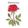 Oklahoma Rose, the official state flower of Oklahoma