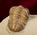 Oklahoma Trilobite.