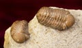 Oklahoma Trilobites.