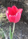 Oklahoma Tulips