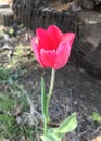 Oklahoma Tulips