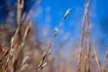 Oklahoma Wheat Field