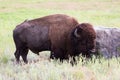 Oklahoman Bison Royalty Free Stock Photo