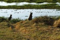 Okovango Delta Leopard & Cub