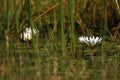 Okovango Delta Water Lilies