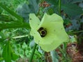 Aphids on the okra plant - Flower of the okra plant Royalty Free Stock Photo