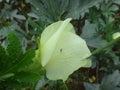 Insect spittlebug on yellow flower of okra plant